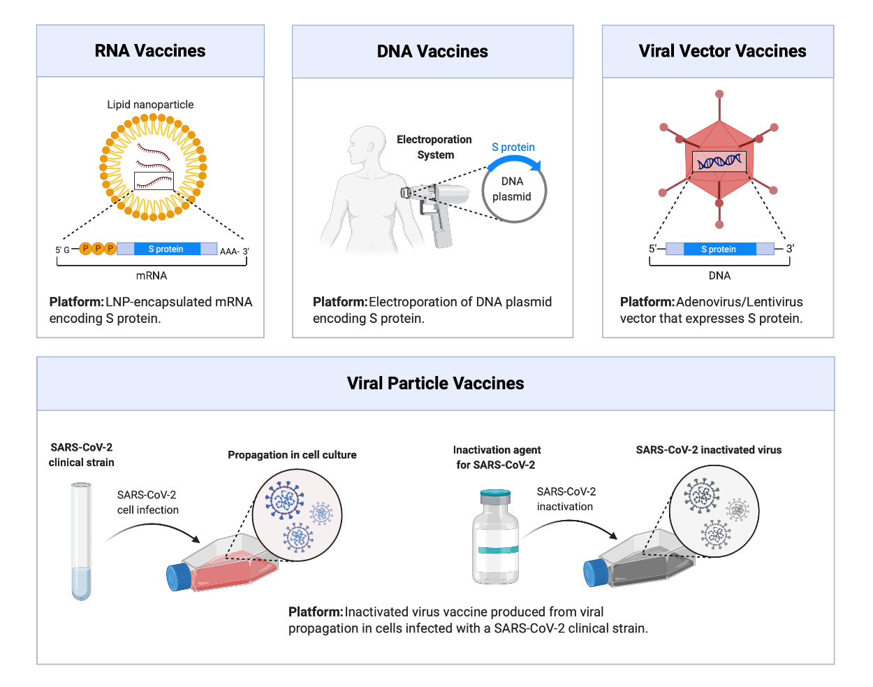 Figure 11: Vaccine Development Strategies. Several different strategies can and are being employed for the development of vaccines today. Each approach capitalizes on different features of the SARS-CoV-2 virus and delivery through a different platform. All of these approaches are being explored in the current pandemic.