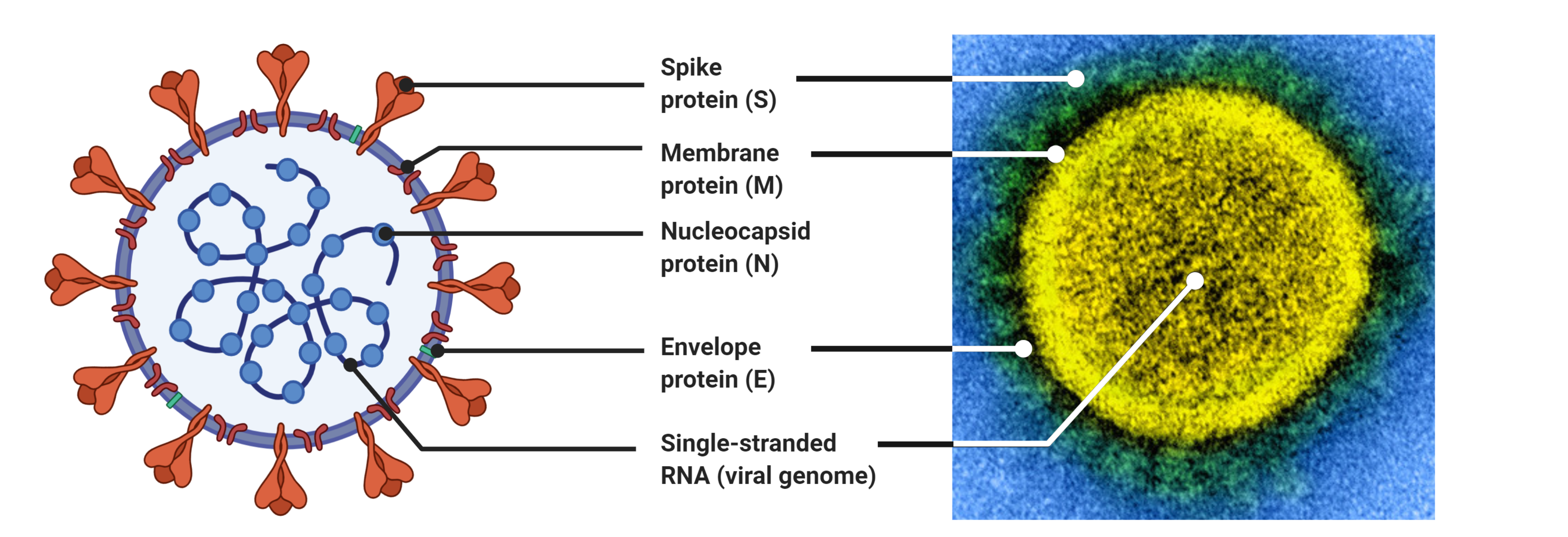 Figure 6: Structure of the SARS-CoV-2 virus. The development of vaccines depends on the immune system recognizing the virus. Here, the structure of SARS-CoV-2 is represented both in the abstract and against a visualization of the virion. The abstracted visualization was made using BioRender [1094] and the microscopy was conducted by the National Institute of Allergy and Infectious Diseases [1095].