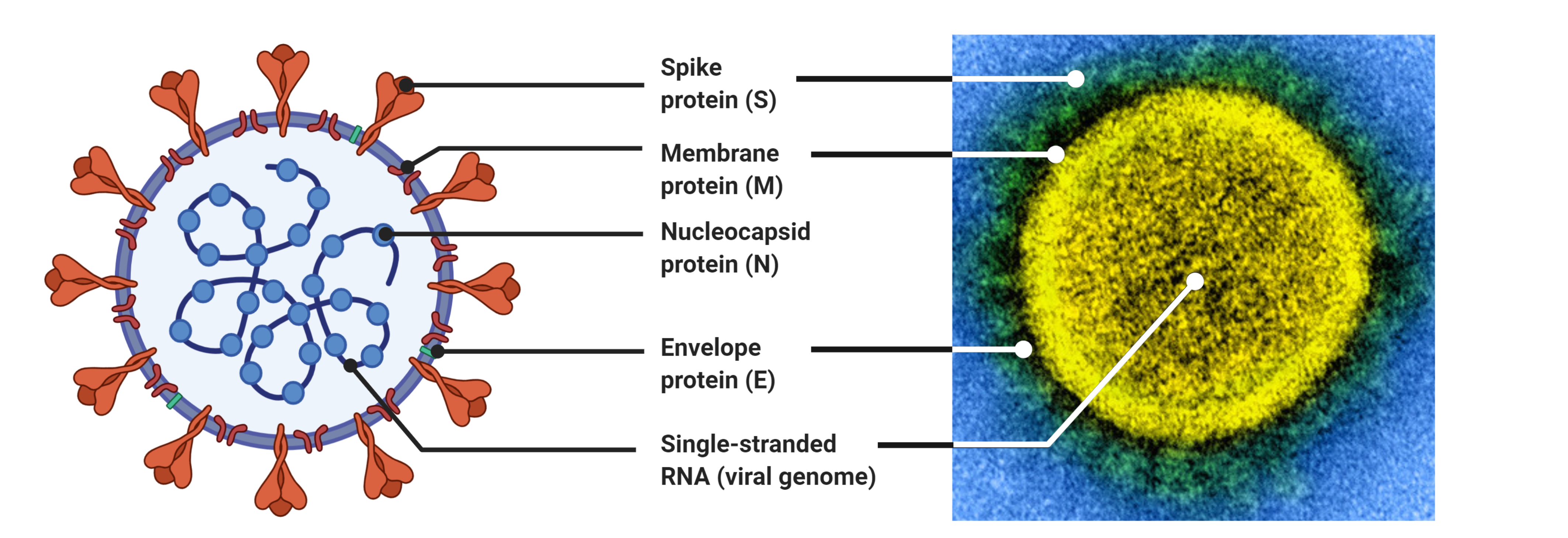 SARS-CoV-2 and COVID-19: An Evolving Review of Diagnostics and 