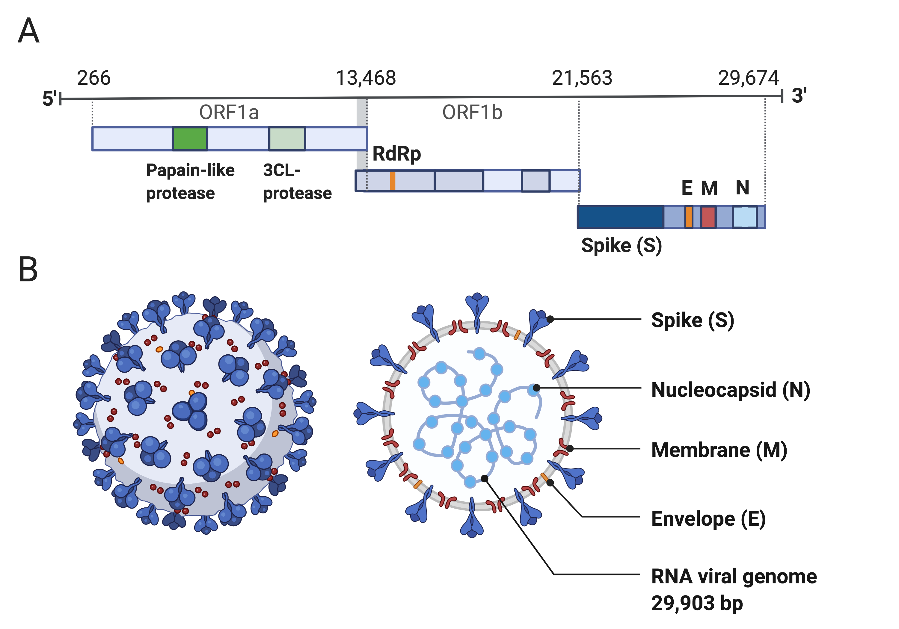 Figure 1: Structure of SARS-CoV-2 capsid and genome. A) The genomic structure of coronaviruses is highly conserved and includes three main regions. Open reading frames (ORF) 1a and 1b contain two polyproteins that encode the non-structural proteins (nsp). The nsp include enzymes such as RNA-dependent RNA Polymerase (RdRp). The last third of the genome encodes structural proteins, including the spike (S), envelope (E), membrane (M) and nucleocapsid (N) proteins. Accessory genes can also be interspersed throughout the genome [16]. B) The physical structure of the coronavirus virion, including the components determined by the conserved structural proteins S, E, M and N. This figure was adapted from “Human Coronavirus Structure”, by BioRender.com (2020), retrieved from https://app.biorender.com/biorender-templates.