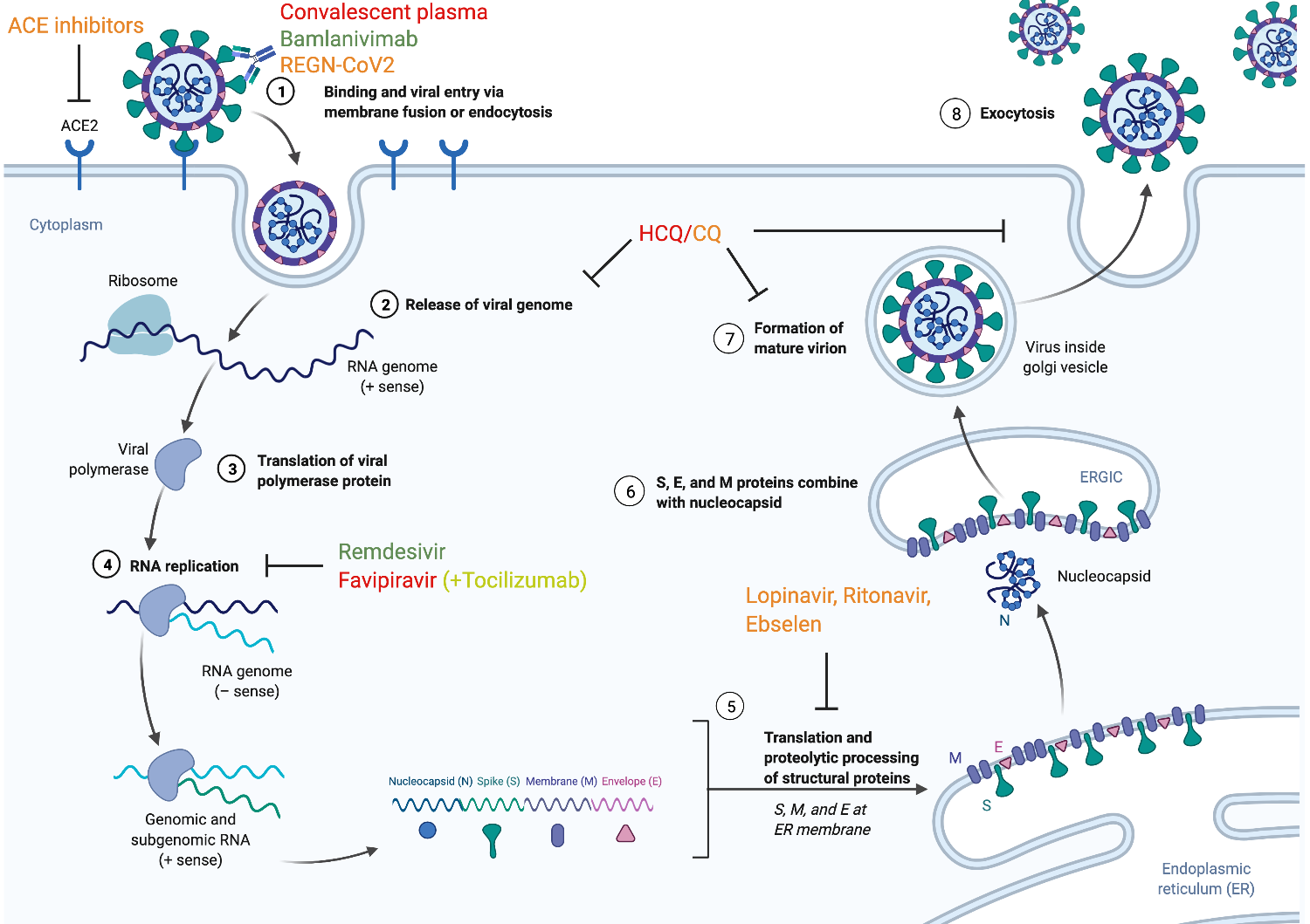 Figure 5: Mechanisms of Action for Potential Therapeutics Potential therapeutics currently being studied can target the SARS-CoV-2 virus or modify the host environment through many different mechanisms. Here, the relationships between the virus, host cells, and several therapeutics are visualized. Drug names are color-coded according to the grade assigned to them by the Center for Cytokine Storm Treatment & Laboratory’s CORONA Project (788) (Green = A, Lime = B, Orange = C, and Red = D).