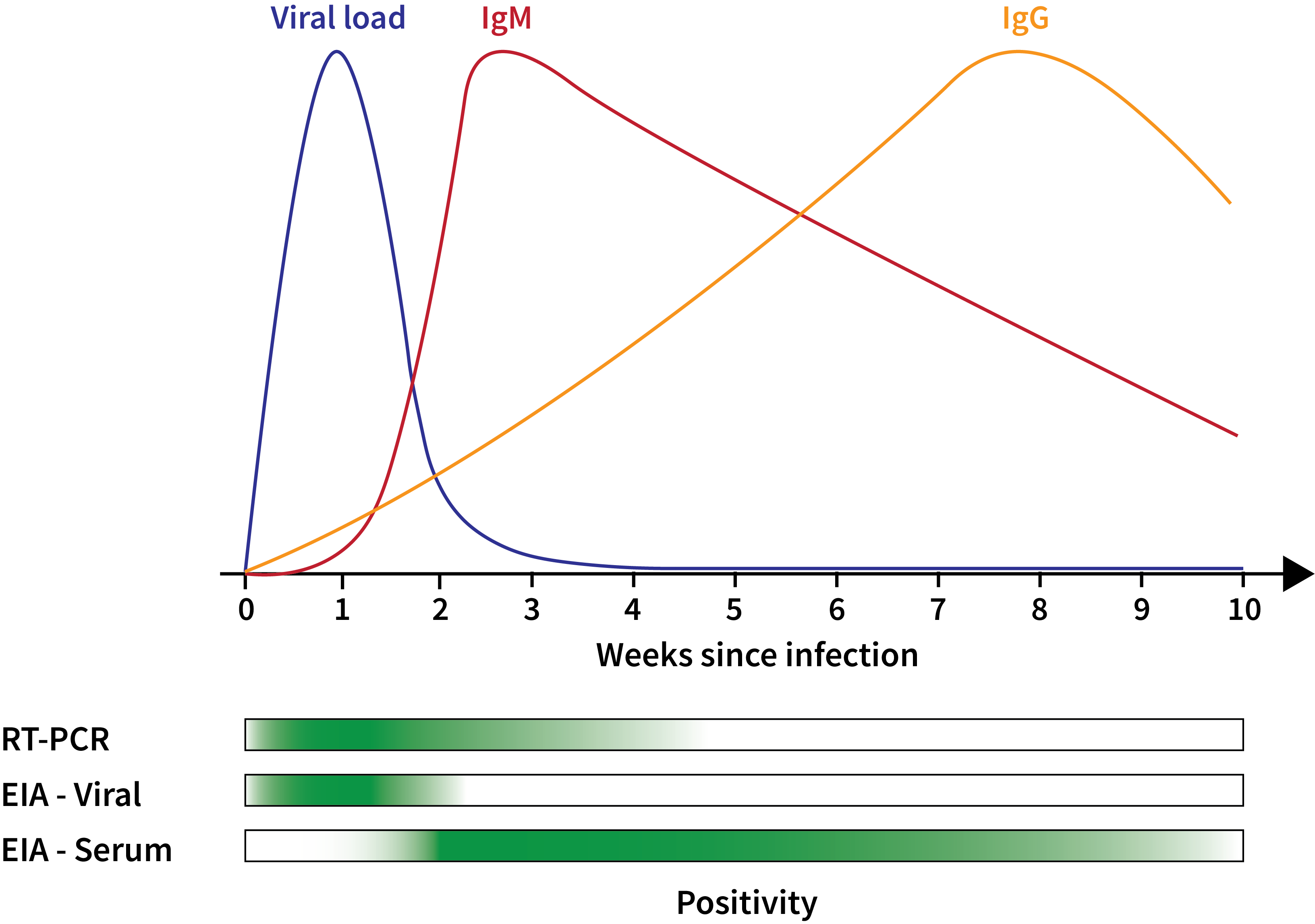 Figure 2: Summary of Diagnostic Technologies used in COVID-19 Testing. The immune response to SARS-CoV-2 means that different diagnostic approaches offer different views of COVID-19. Early in the infection course, viral load is high. This means that PCR-based testing and EIA testing for antigens are likely to return positives (as indicated by the green bars at the bottom). As viral load decreases, EIA antigen tests become negative, but PCR-based tests can still detect even very low viral loads. From a serological perspective, IgM peaks in the first few weeks following infection and then decreases, while IgG peaks much later in the infection course. Therefore, serological tests are likely to return positives in first few months following the acute infection course. Additional detail is available above and in several analyses and reviews (1, 678, 705, 720).