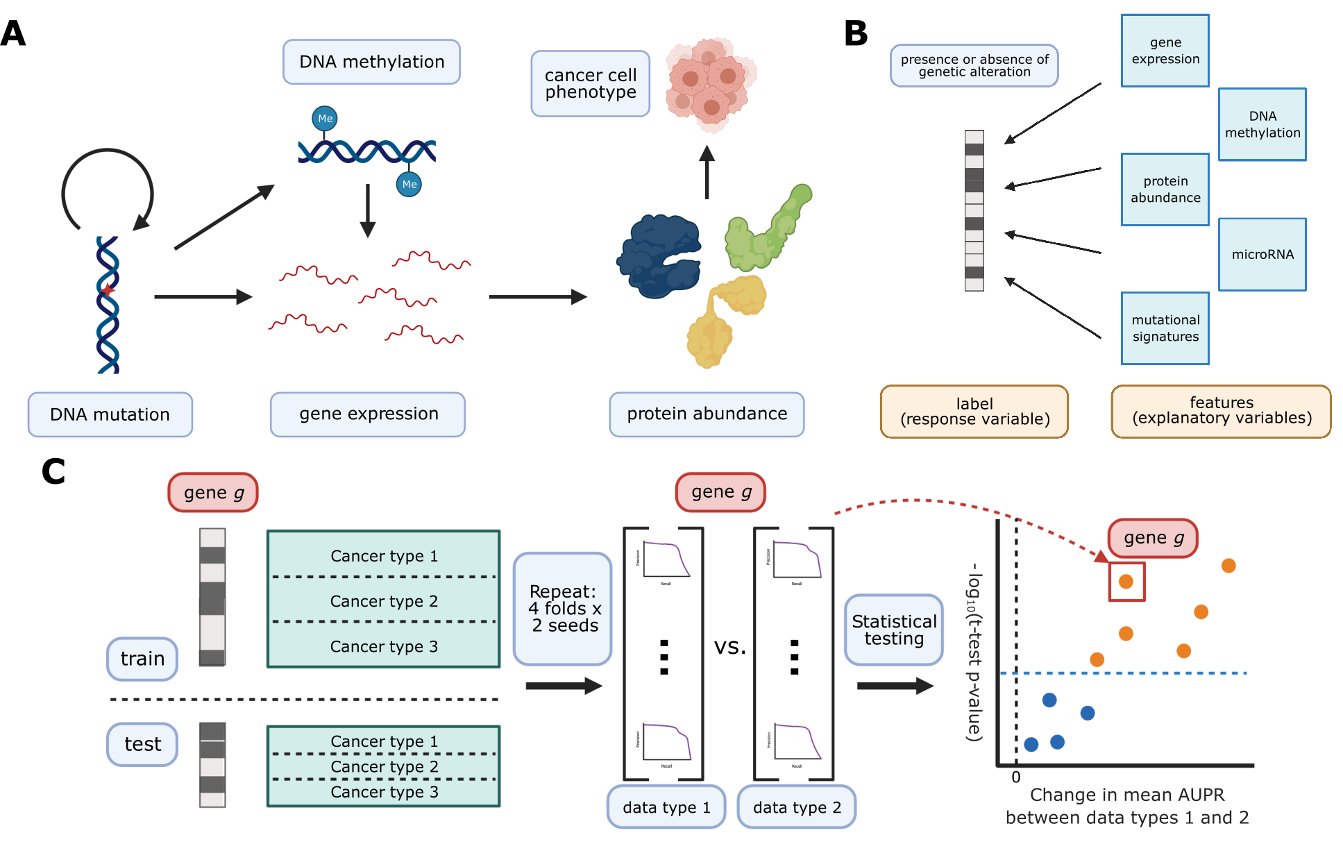 Figure 1: A. Cancer mutations can perturb cellular function via a variety of cellular processes. Arrows represent major potential paths of information flow from a somatic mutation in DNA to its resulting cell phenotype; circular arrow represents the ability of certain mutations (e.g. in DNA damage repair genes) to alter somatic mutation patterns. Note that this does not reflect all possible relationships between cellular processes: for instance, changes in gene expression can lead to changes in somatic mutation rates. B. Predicting presence/absence of somatic alterations in cancer from diverse data modalities. In this study, we use functional readouts from TCGA as predictive features and the presence or absence of mutation in a given gene as labels. This reverses the primary direction of information flow shown in Panel A. C. Schematic of evaluation pipeline.