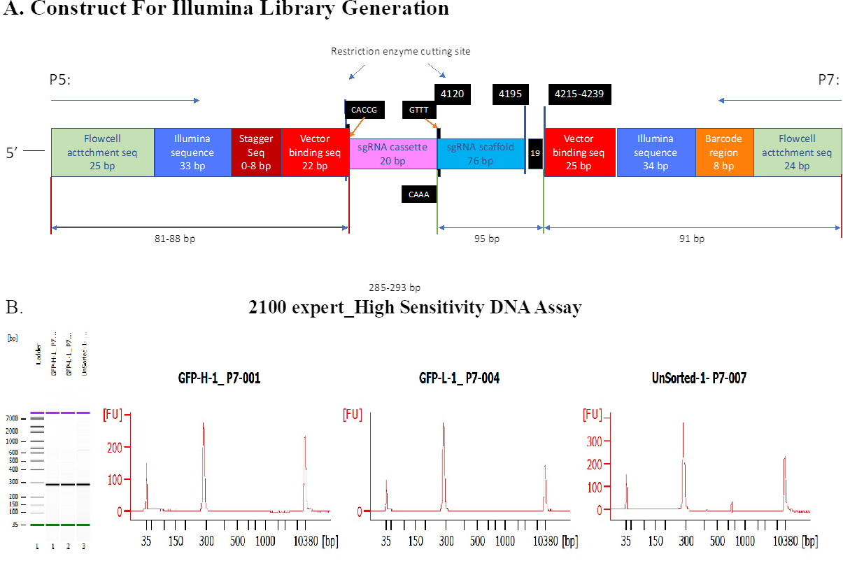 Figure S12: Illumina library generation. A. Construct for generating Illumina libraries. B. Final Illumina library from HS DNA —showed a single ~285bp peak was generated. The CRISPR screening process was performed once, but we conducted two selections (high and low fluorescence) with a control of no/before selection. Subsequently, we generated three technical replicates for the DNA-seq libraries under each condition. In order to mitigate false positives resulting from the single-screen process, we overlapped the candidates from multiple pairwise differential analyses and selected the genes that were consistent between selections.