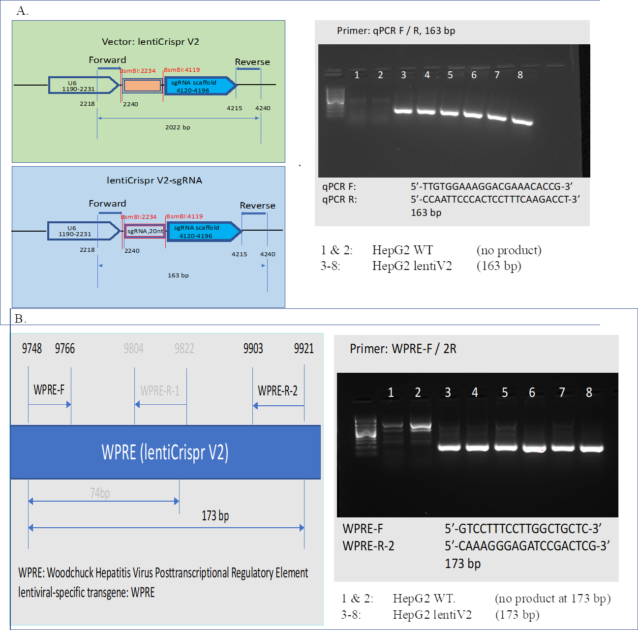 Figure S10: Verification of sgRNA cassette and lentiV2 transgene. A. 20nt sgRNA cassette was verified in lentiV2 transduced genomic DNA population, 163 bp PCR product obtained, while WT HepG2 didn’t possess the cassette, thus, no PCR product. B. lentiviral-specific transgene WPRE was verified in lentiV2 transduced genomic DNA population, while no transduced WT didn’t have the transgene, therefore, no 173 bp PCR product observed. For both panels A and B, 100 bp ladder was used in Lane 0. The CRISPR screening process was performed once, but we conducted two selections (high and low fluorescence) with a control of no/before selection. Subsequently, we generated three technical replicates for the DNA-seq libraries under each condition. In order to mitigate false positives resulting from the single-screen process, we overlapped the candidates from multiple pairwise differential analyses and selected the genes that were consistent between selections.