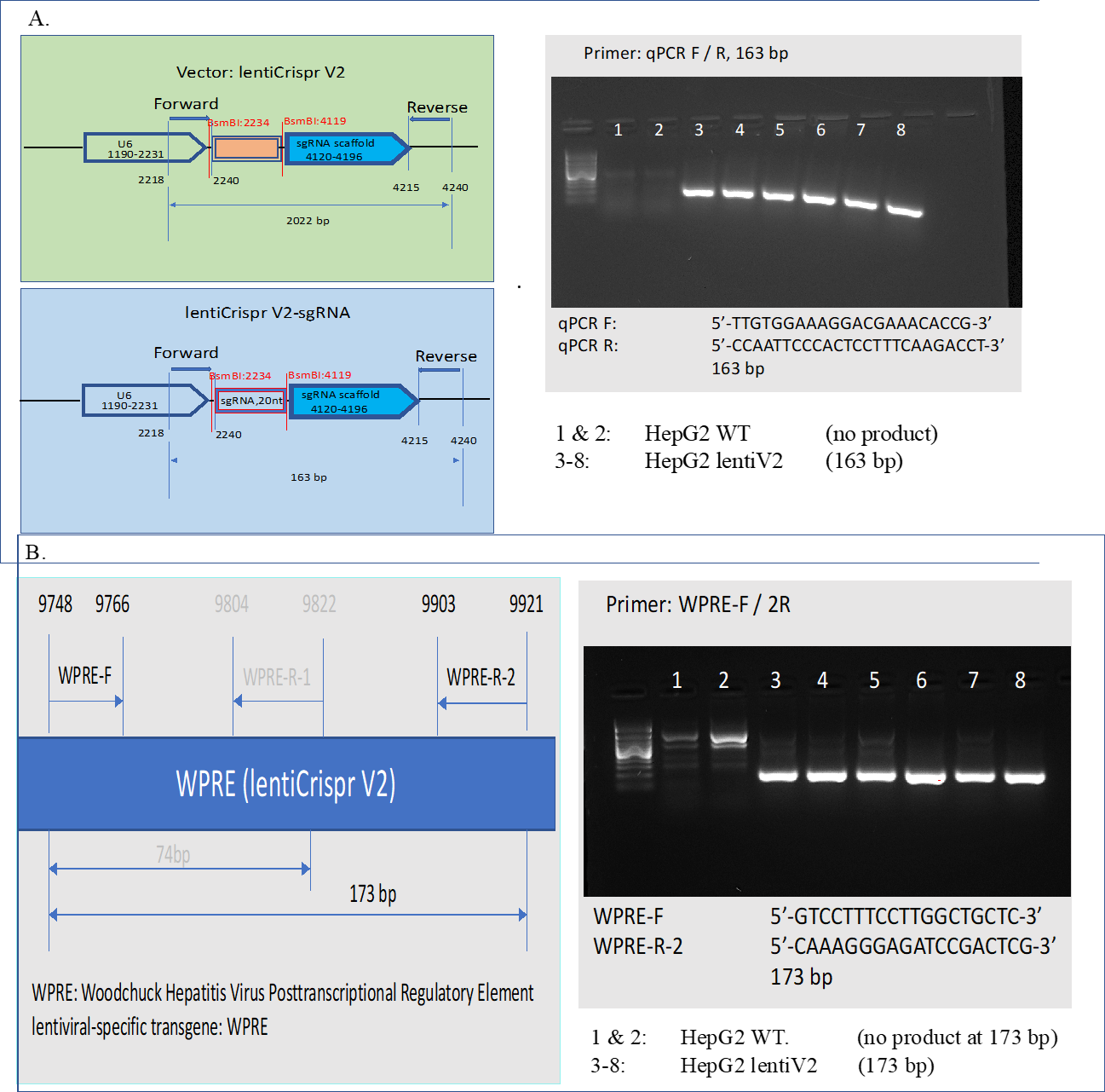 Figure 10: Verification of sgRNA cassette and lentiV2 transgene. A. 20nt sgRNA cassette was verified in lentiV2 transduced genomic DNA population, 163 bp PCR product obtained, while WT HepG2 didn’t possess the cassette, thus, no PCR product. B. lentiviral-specific transgene WPRE was verified in lentiV2 transduced genomic DNA population, while no transduced WT didn’t have the transgene, therefore, no 173 bp PCR product observed. 