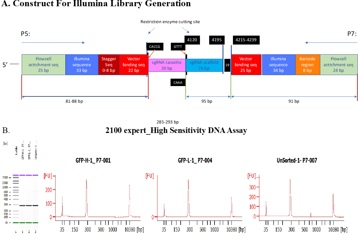 Figure 12: Illumina library generation. A. Construct for generating illumina libraries. B. Final illumina library from HS DNA —showed a single ~285bp peak was generated.
