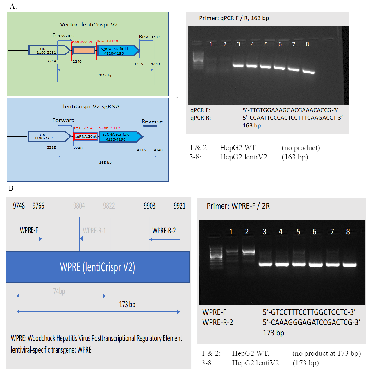 Figure S3: Verification of sgRNA cassette and lentiV2 transgene. A. 20nt sgRNA cassette was verified in lentiV2 transduced genomic DNA population, 163 bp PCR product obtained, while WT HepG2 didn’t possess the cassette, thus, no PCR product. B. lentiviral-specific transgene WPRE was verified in lentiV2 transduced genomic DNA population, while no transduced WT didn’t have the transgene, therefore, no 173 bp PCR product observed. For both panels A and B, 100 bp ladder was used in Lane 0.