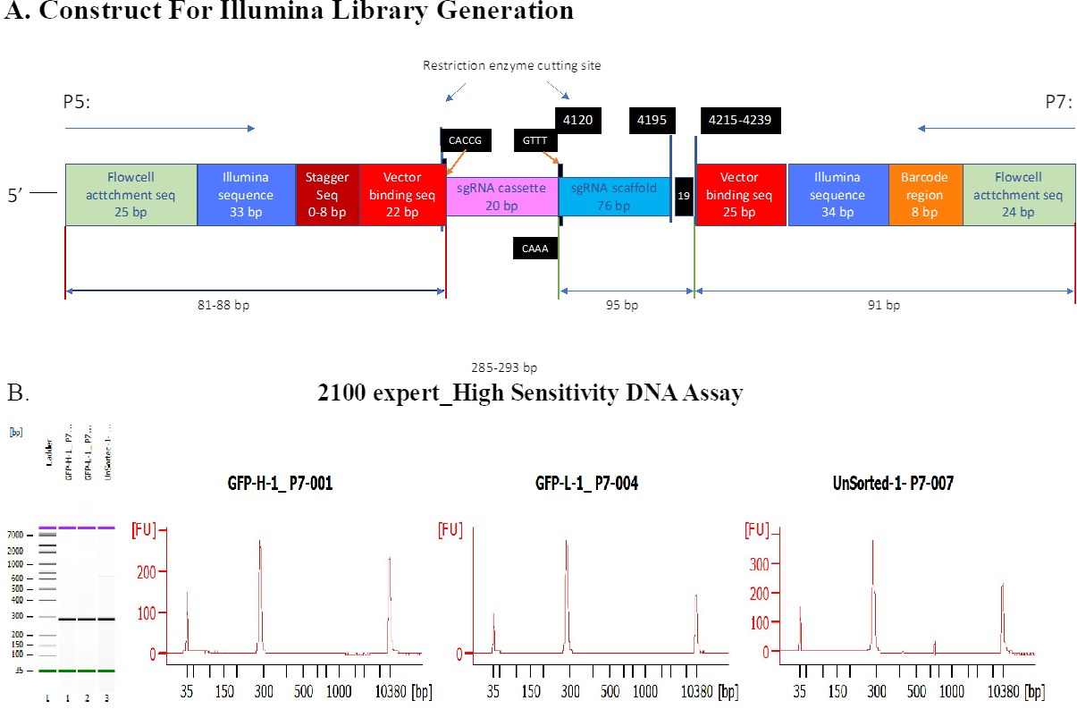 Figure S5: Illumina library generation. A. Construct for generating Illumina libraries. B. Final Illumina library from HS DNA —showed a single ~285bp peak was generated.
